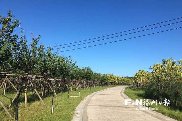 濱海新城森林城市景觀帶項目二期即將完工