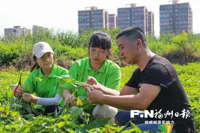 長樂區前董村：一位“80后”將小番薯做成大產業