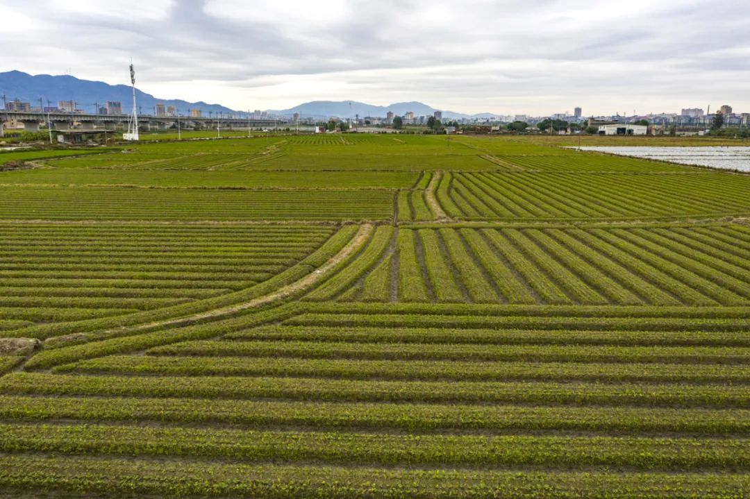 種出“薯”光，長樂這片地有“錢”景！