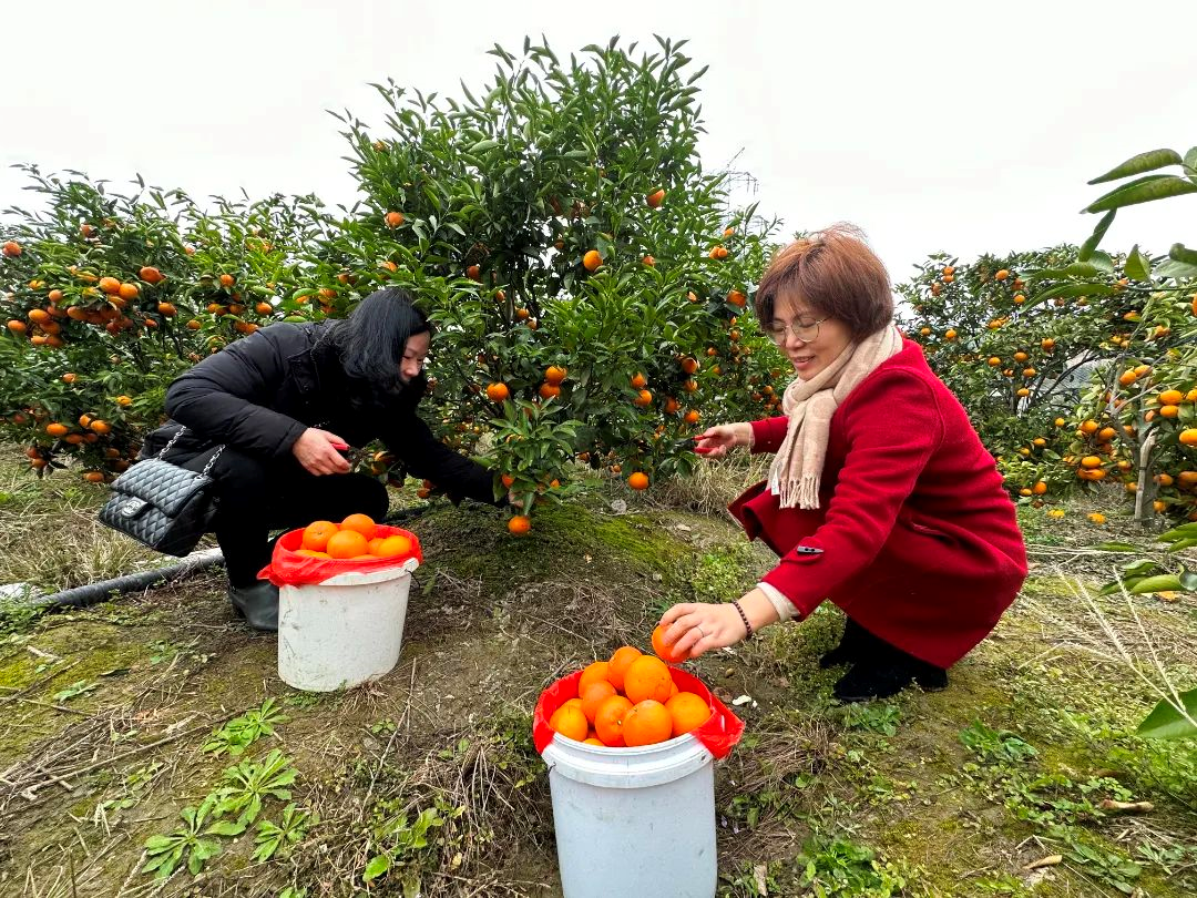 黃了枝頭、甜上心頭！長樂這里的沃柑熟啦→