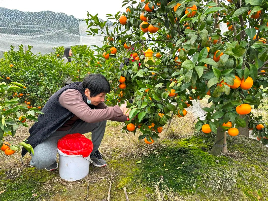 黃了枝頭、甜上心頭！長樂這里的沃柑熟啦→