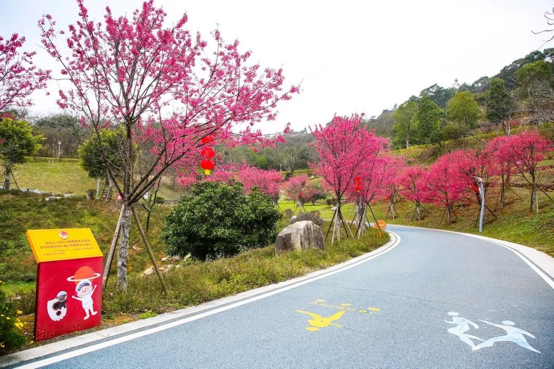長(zhǎng)樂南山又“圈粉”啦！百株山櫻花迎風(fēng)盛放超浪漫