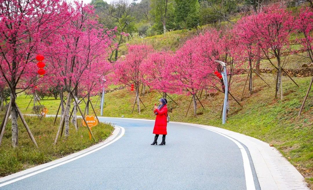 長(zhǎng)樂南山又“圈粉”啦！百株山櫻花迎風(fēng)盛放超浪漫