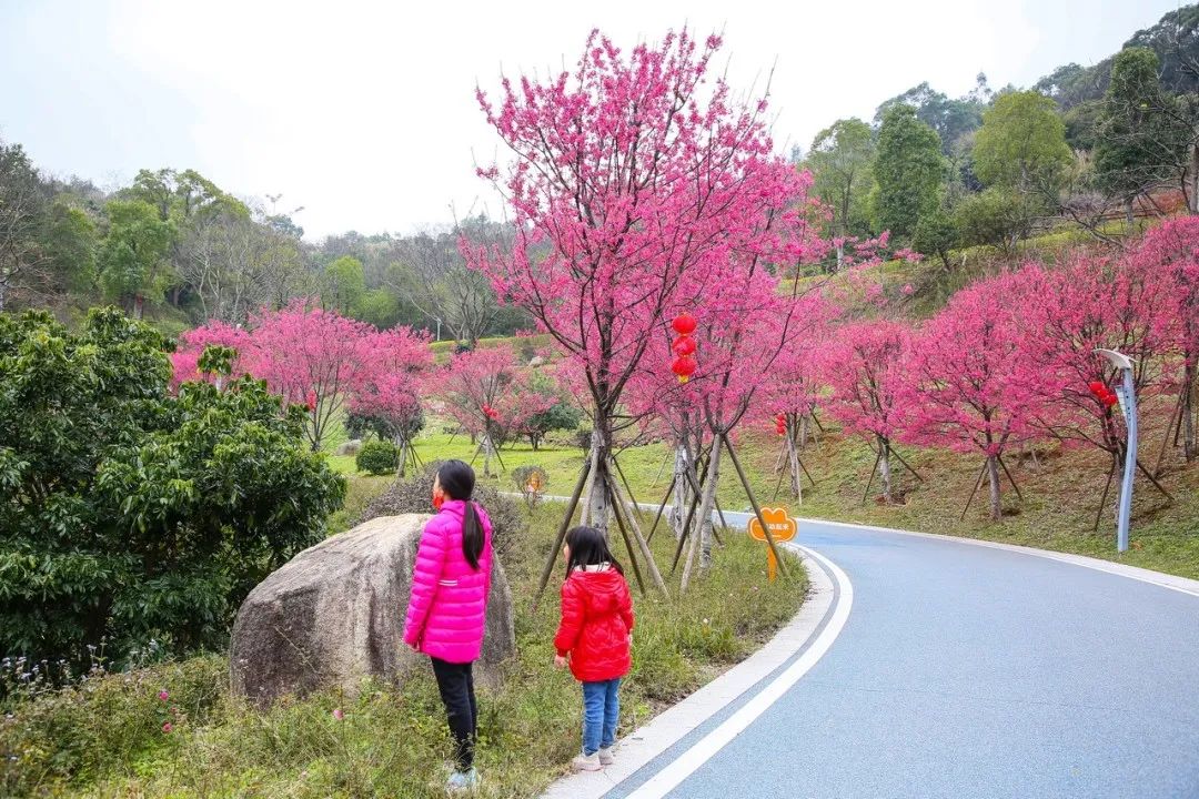 長(zhǎng)樂南山又“圈粉”啦！百株山櫻花迎風(fēng)盛放超浪漫