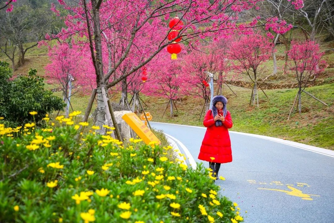 長(zhǎng)樂南山又“圈粉”啦！百株山櫻花迎風(fēng)盛放超浪漫