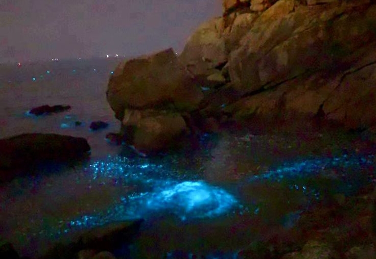 長樂多處海域出現“藍眼淚” “追淚”推薦路線看過來