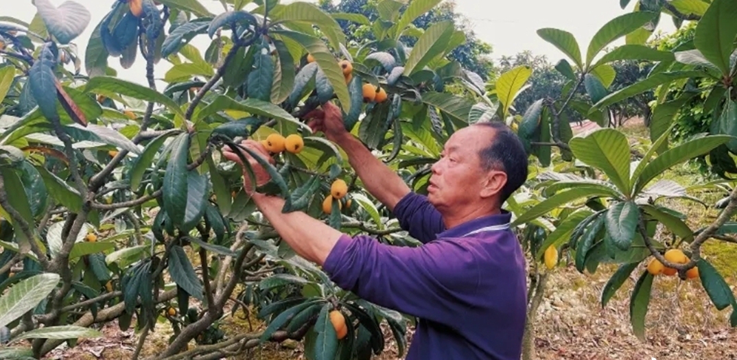 長(zhǎng)樂(lè)“枇杷之鄉(xiāng)”迎豐收